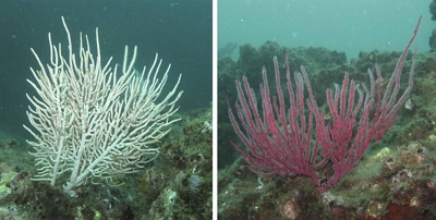 Leptogorgia