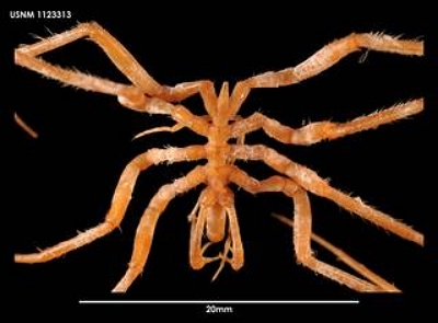 Nymphon Australe